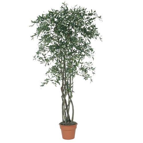 Olive Tree 7' -  - Artificial Olive tree for rent